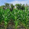 YIELD OF CORN FOR GRAIN HYBRIDS OF DIFFERENT MATURITY GROUPS UNDER DRIP IRRIGATION